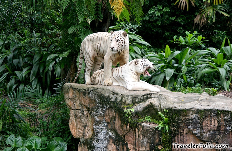 white tiger wallpapers. White Tiger; White Tiger
